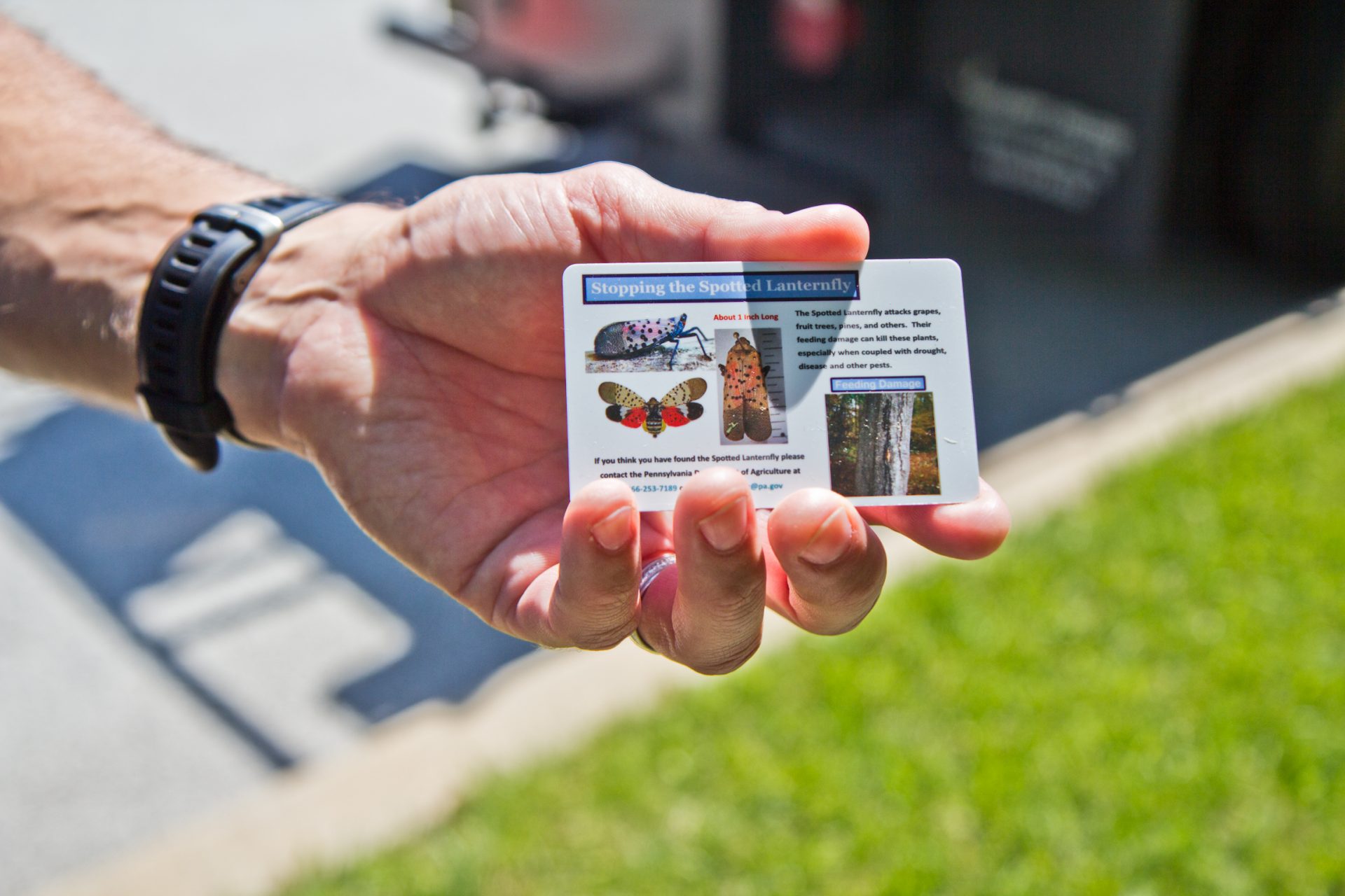 David Paar, owner of Arborescence in Montgomery County, hands out cards that help people spot the different stages of the spotted lanternfly.