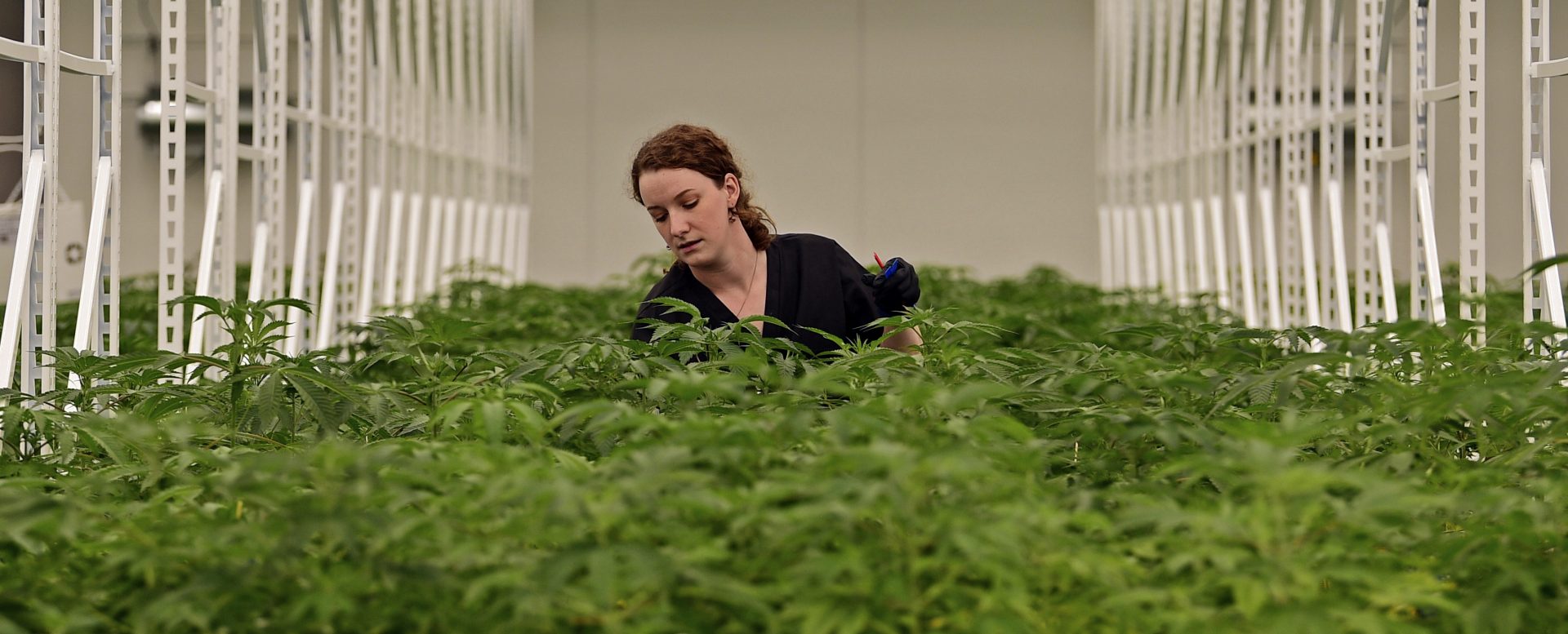 In this 2018 photo, Carmen Fultz, an employee of Buckeye Relief LLC, sorts the male and female marijuana plants inside a Veg Room in Eastlake, Ohio.