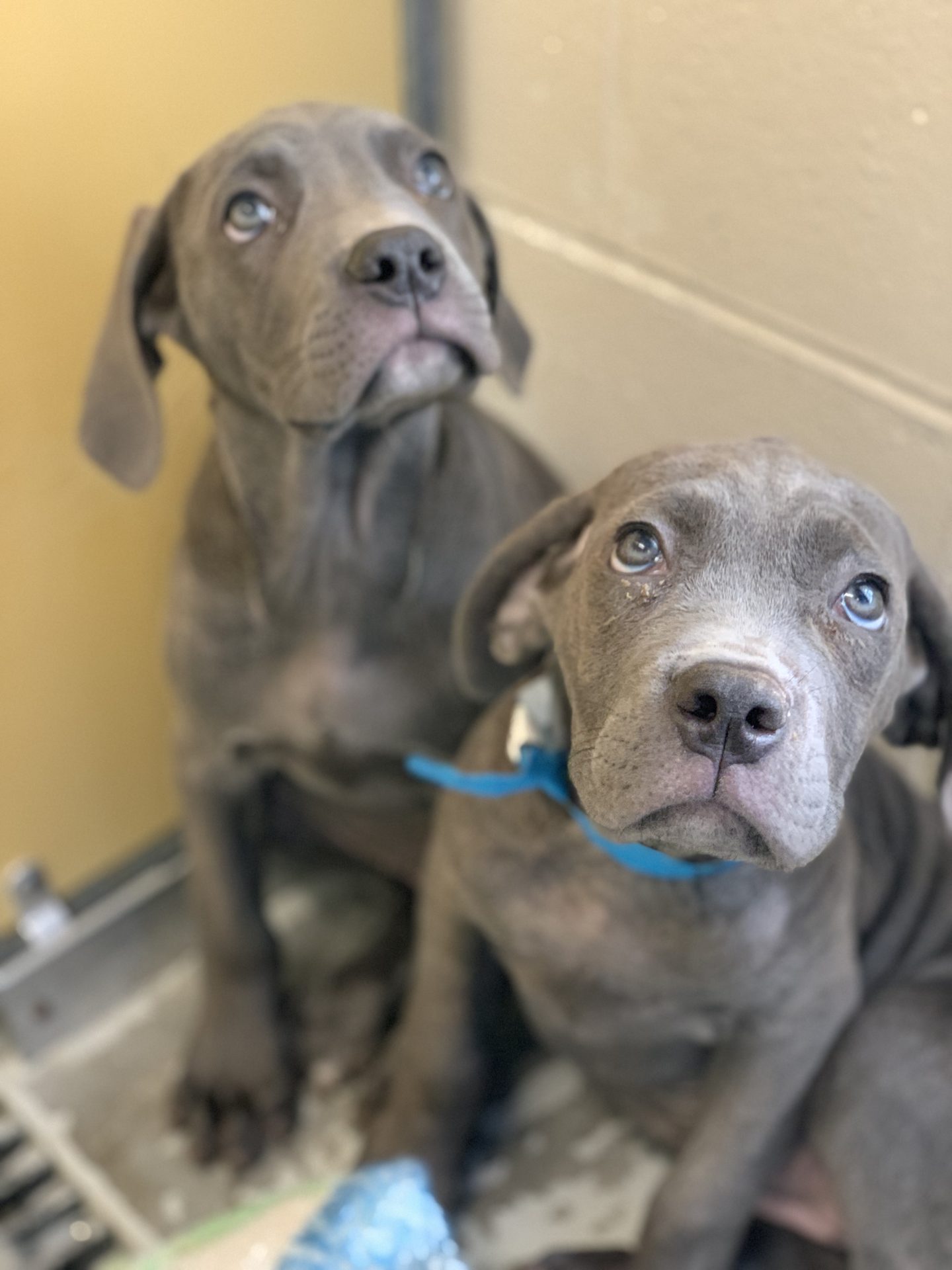 Two of the 55 dogs seized from a home in Narvon, Lancaster County by animal welfare workers on Wednesday, September 4th, 2019.