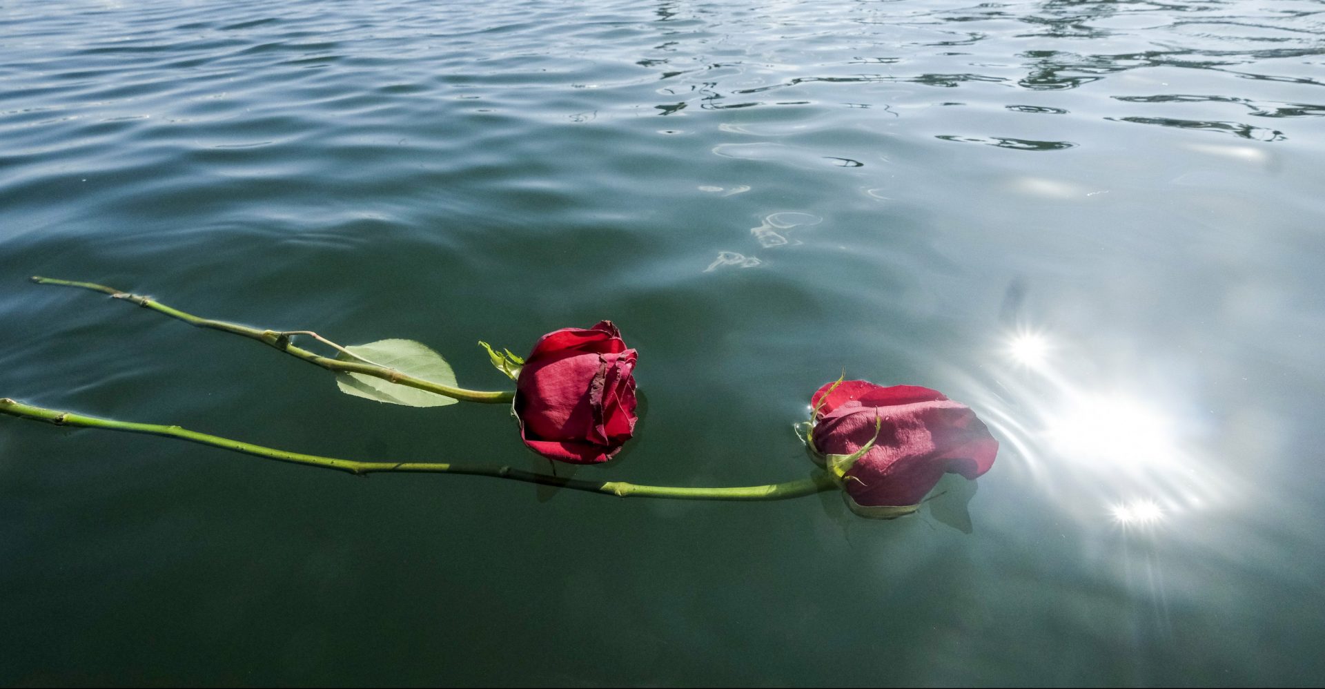 Flowers float on the water near the Sea Landing at Santa Barbara Harbor in Santa Barbara, Calif., Monday, Sept. 2, 2019.