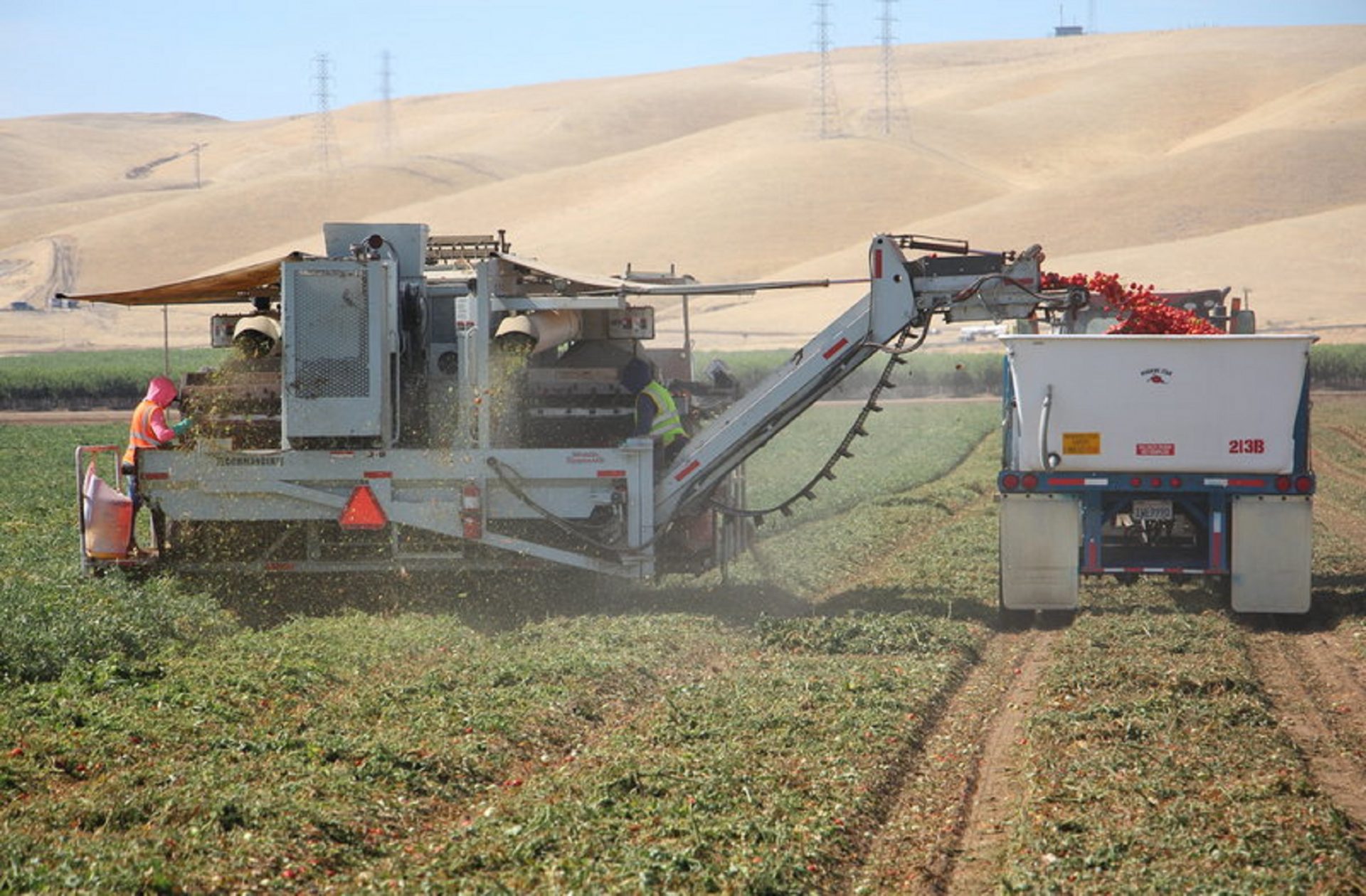 California's Central Valley grows about 12 million tons of tomatoes each year for processing into canned tomato products. They are harvested by machine.
