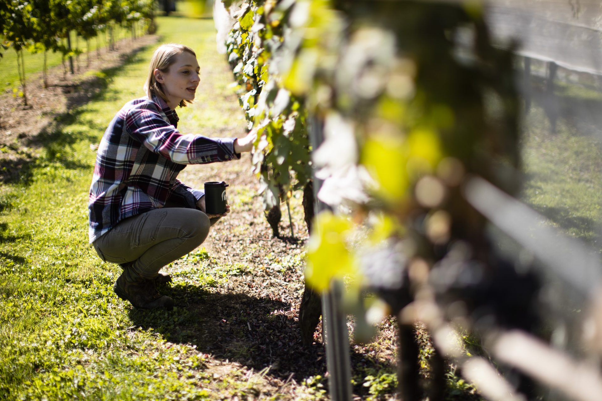 In this Thursday, Sept. 19, 2019, photo, Heather Leach, an entomologist who does lanternfly outreach at Penn State Extension inspect grape vines in Kutztown, Pa. The spotted lanternfly has emerged as a serious pest since the federal government confirmed its arrival in southeastern Pennsylvania five years ago this week.