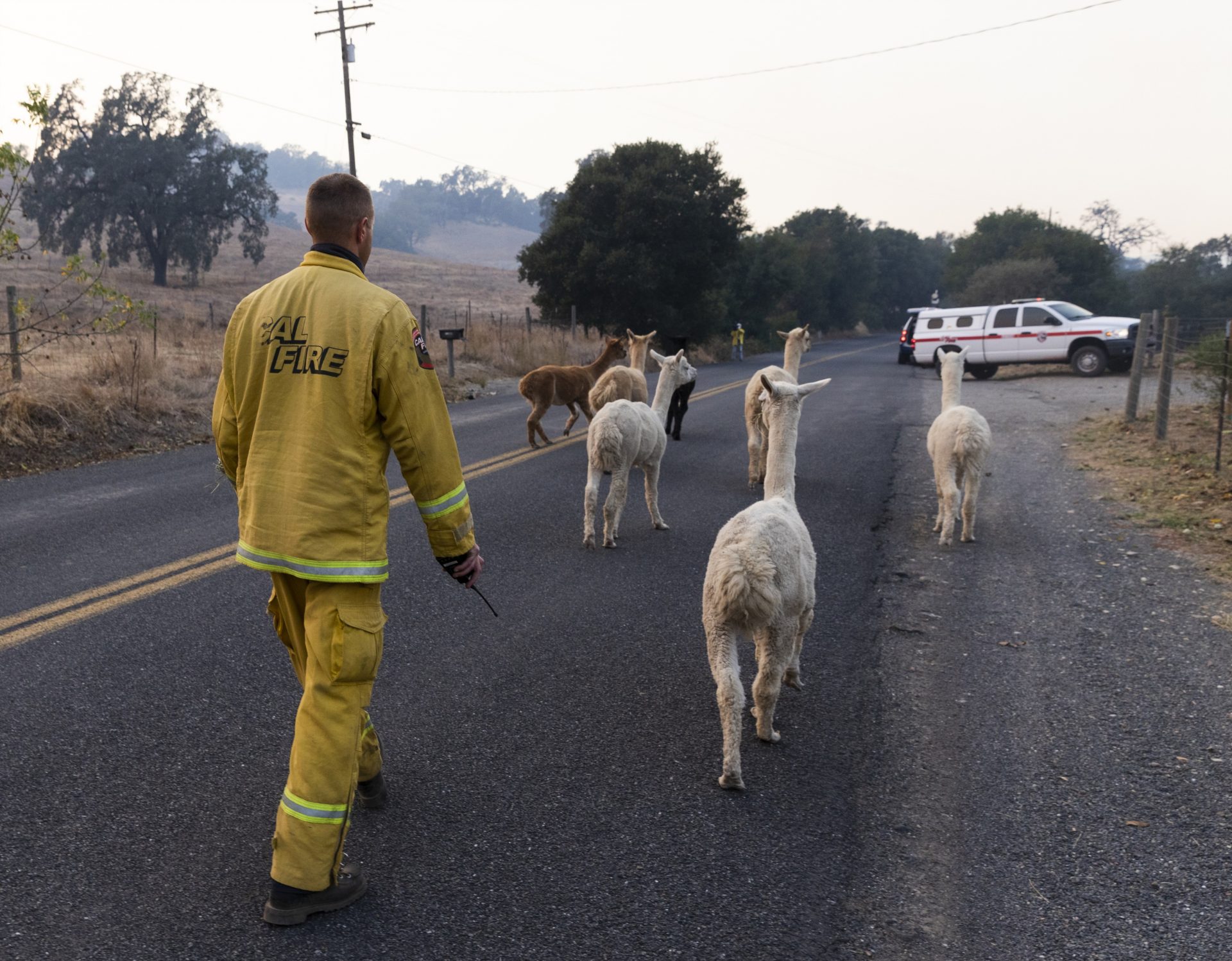 Mickey Chizek from Cal Fire helps to evacuate a herd of alpacas as the Kincade Fire approaches their enclosure in Sonoma County, Calif., on Sunday, Oct. 27, 2019. 