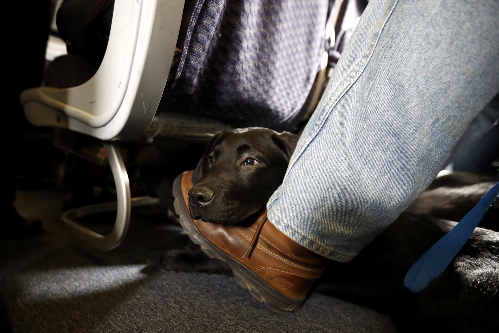 In this April 1, 2017, file photo, a service dog named Orlando rests on the foot of its trainer, John Reddan, of Warwick, N.Y., while sitting inside a United Airlines plane at Newark Liberty International Airport during a training exercise in Newark, N.J. Trainers took dogs through security check and onto a plane as part of the exercise put on by the Seeing Eye puppy program. If your pet must travel, experts say that the cabin is safer than the cargo hold. Pets too large to fit in an under-seat carrier must go cargo unless it's a service or emotional-support animal.