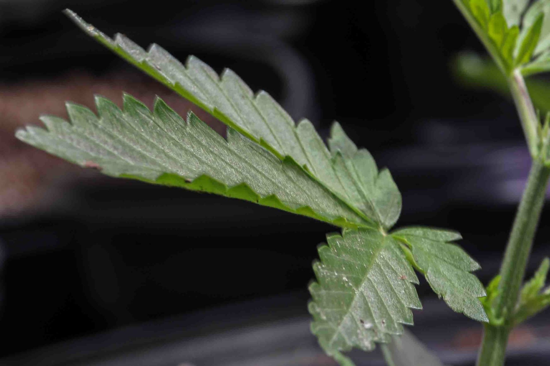 A close up view a hemp plant Monday, Feb. 03, 2020, at 302 Hemp Co. in Georgetown, Del.
