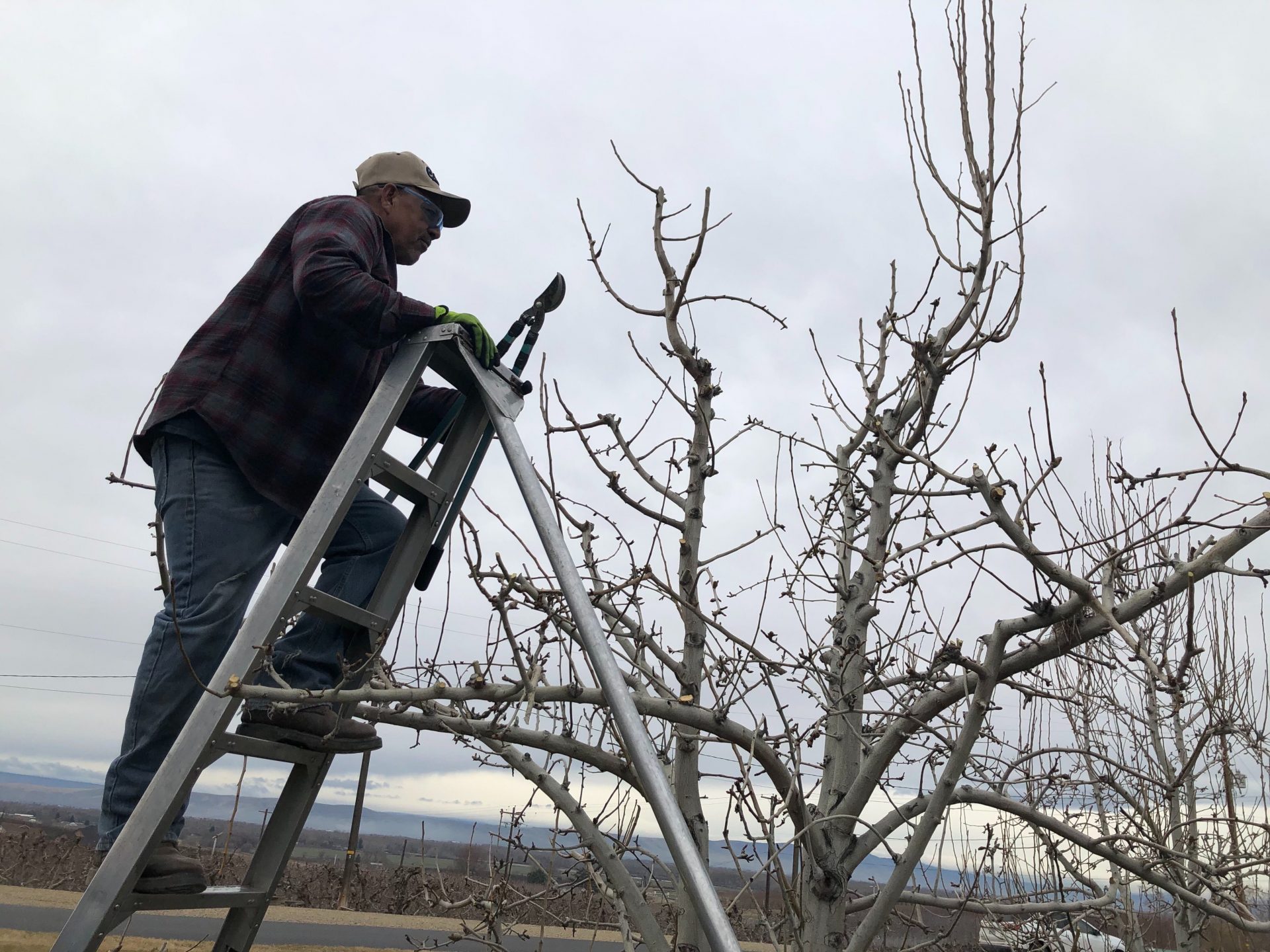 Juan Garcia, 61, of Toppenish, Wash., prunes a pear tree outside of Zillah. Crews are quickly preparing for spring in the Northwest’s orchards, but owners worry there might not be a profitable market for their on-the-way fruit like sweet cherries.
