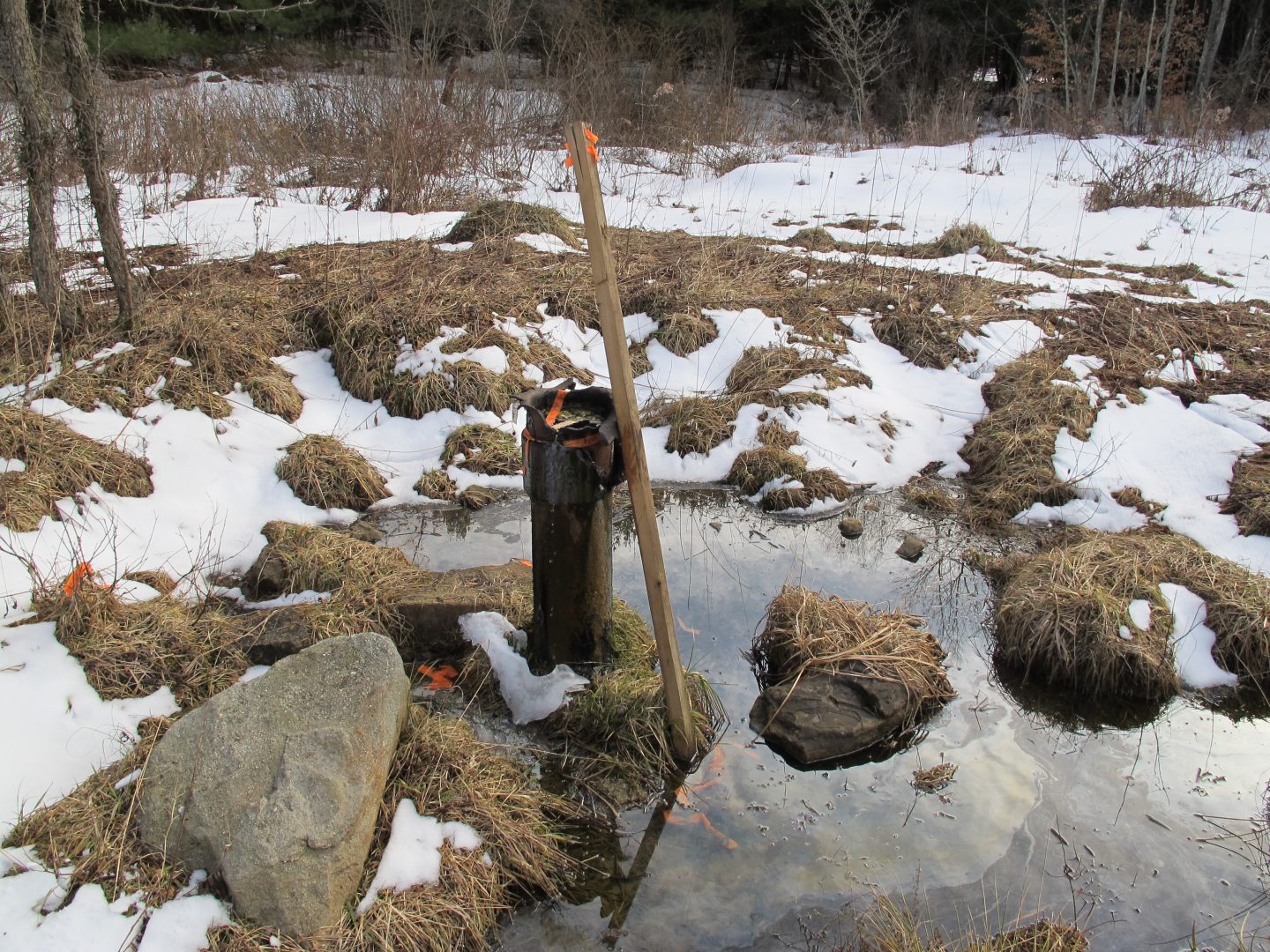 An abandoned well from the early 1900's spews oil into the Tamarack Swamp. 