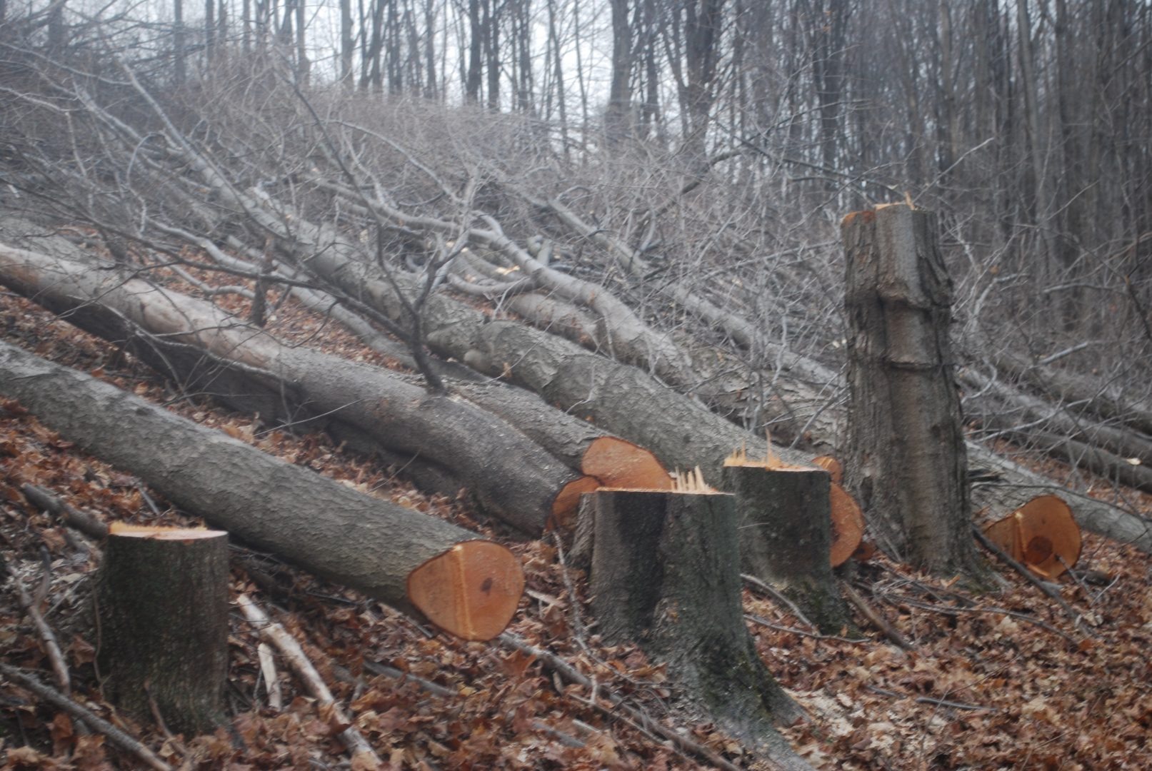 Trees cut on a Susquehanna County property in March 2016 to make way for the proposed Constitution Pipeline. The company has said it will fight a FERC order upholding New York State's denial of a permit for the project.