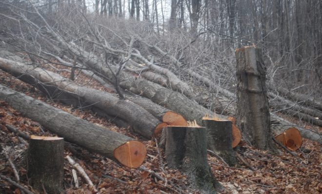 Trees cut on a Susquehanna County property in March 2016 to make way for the proposed Constitution Pipeline. The company has said it will fight a FERC order upholding New York State's denial of a permit for the project.