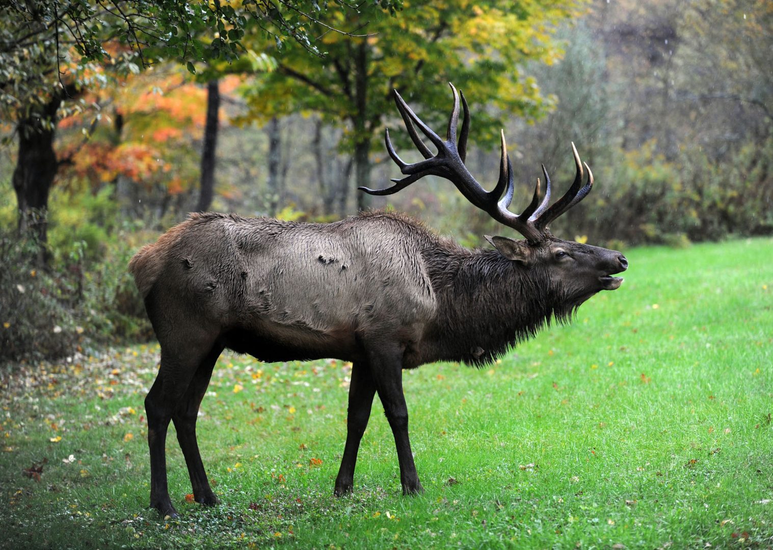 An elk near the Elk County Visitor Center, which is located on DCNR land.
