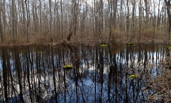 A photo of a Delmarva bay in spring shows the wetland flooded. In summer and fall this same wetland is dry. This isolated wetland fell under Obama's Waters of the U.S. Rule. Under a Trump administration proposal, federal protection for many wetlands would be removed.