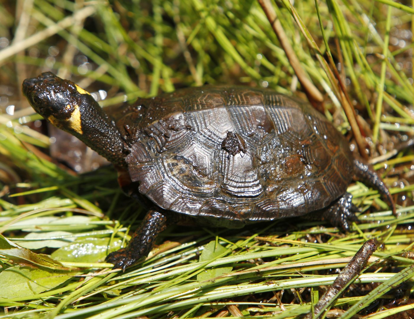Bog turtles, a federally listed endangered species, hibernate during the winter. Construction that would disturb their habitat must be conducted before March 31.