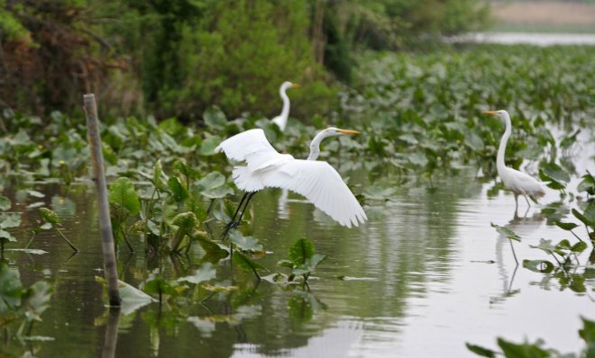 Great egrets at the John Heinz National Wildlife Refuge in Philadelphia.