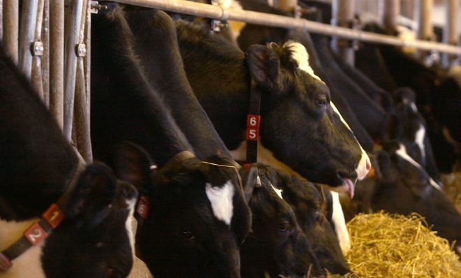 FILE: A herd of Holstein cows on dairy farm in Pennsylvania. 