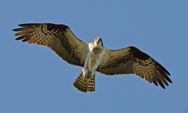 The osprey population has grown in part because of a decline in contaminants in the Delaware estuary.