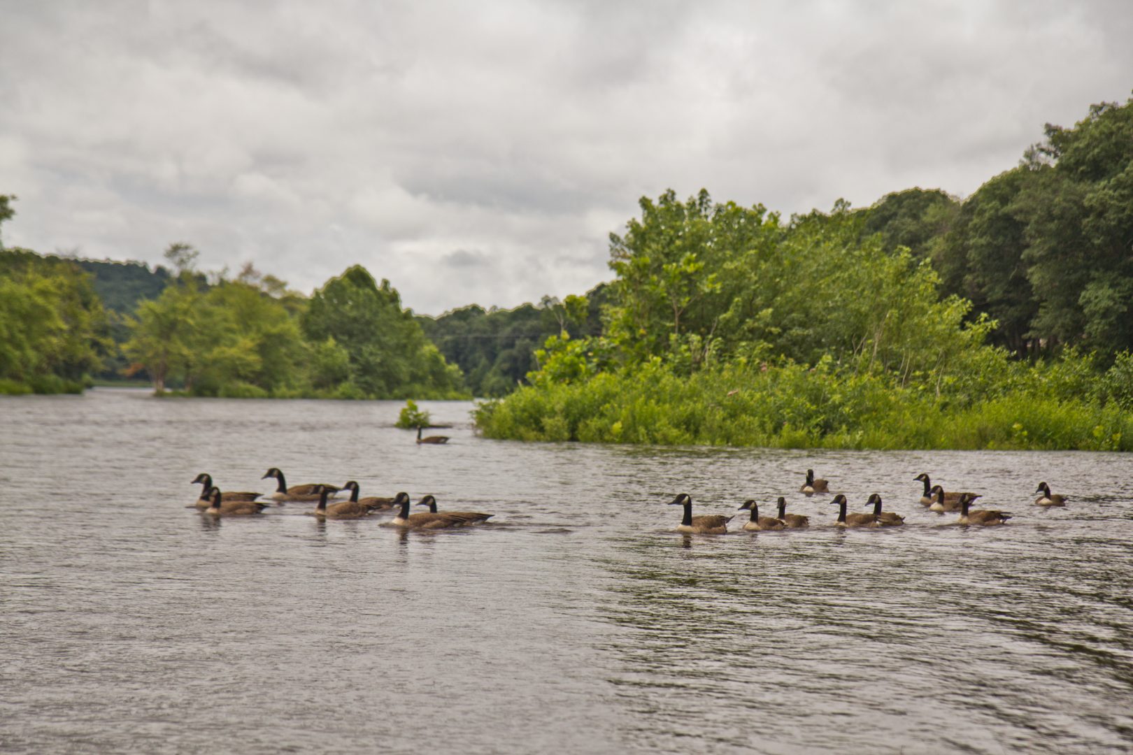 Canadian geese on the upper Delaware River.