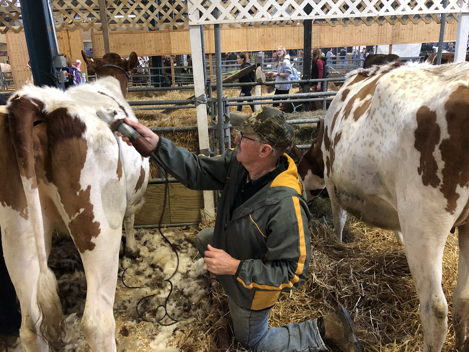 Lebanon County dairy farmer Shawn Hernley clips the hair of one of his heifers at the Pennsylvania Farm Show Complex on Jan. 8, 2019.