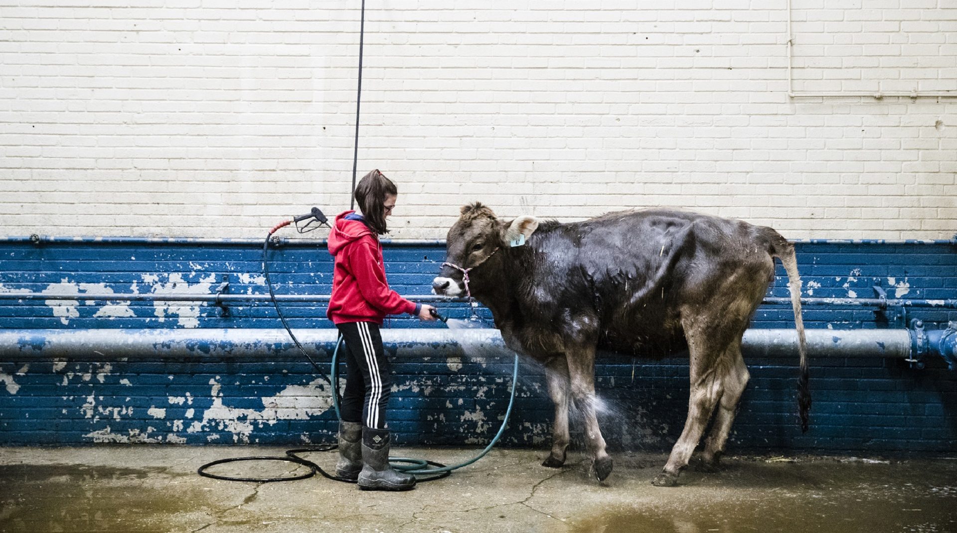 Kristin Shaffer, 12, of Port Trevorton, Pa., cleans her brown Swiss dairy cow during the 103rd Pennsylvania Farm Show in Harrisburg, Pa., Wednesday, Jan. 9, 2019.