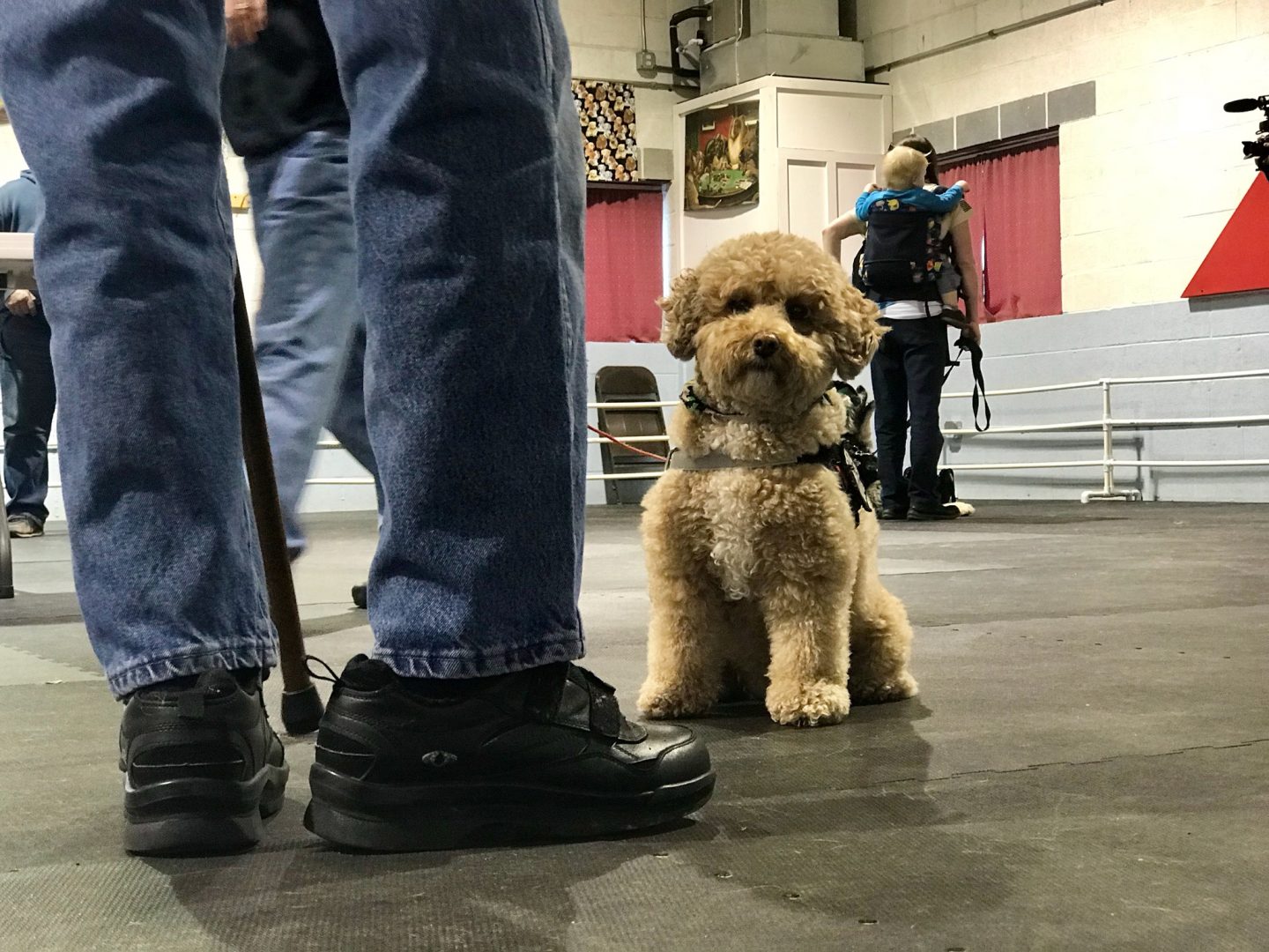 Veterans may train their own dog as a service dog, as long as the dog meets the Dog T.A.G.S. program requirements.