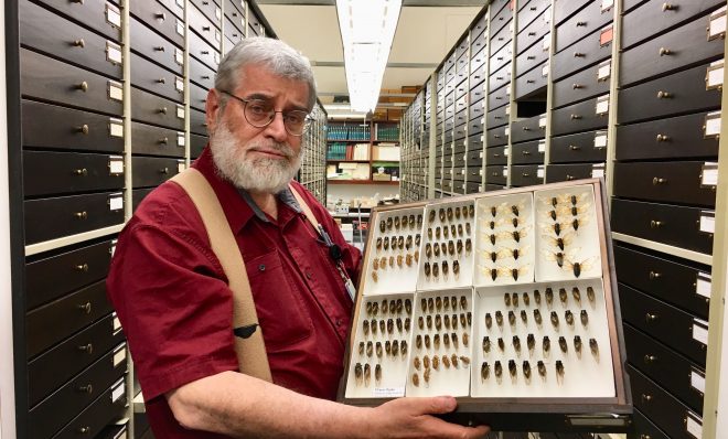 Robert Davidson, collection manager for the section of invertebrate zoology at the Carnegie Museum of Natural History, shows specimens of Brood VIII cicadas that emerged in 2002 -- the last time these 17-year cicadas were seen.