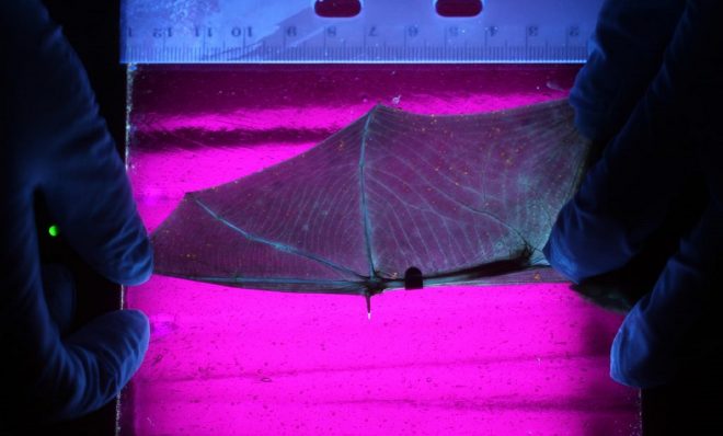 Little brown bat with very little infection.