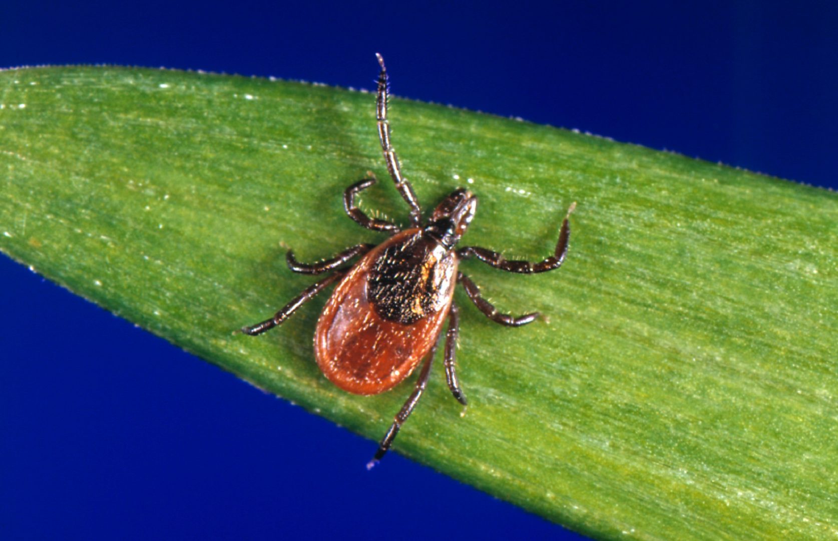 This undated photo provided by the U.S. Centers for Disease Control and Prevention (CDC) shows a blacklegged tick - also known as a deer tick. 