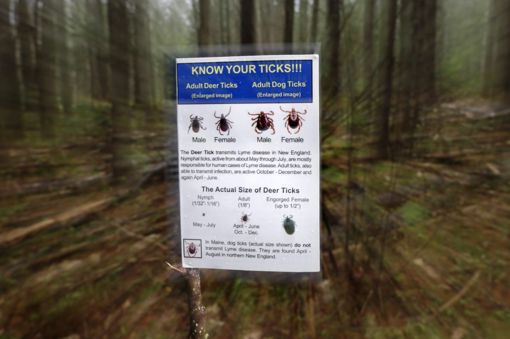 FILE PHOTO: An informational card about ticks distributed by the Maine Medical Center Research Institute is seen in the woods in Freeport, Maine. 