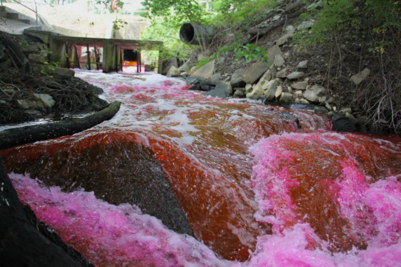 Red dye is released from the Kent County wastewater treatment plant into The Gut, a tributary of the Murderkill River which runs into the Delaware Bay. 