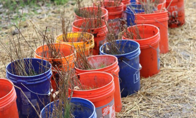 Volunteers are helping reforest a former mine site with native tree species including white pine, quaking aspen, red oaks and black locusts. 