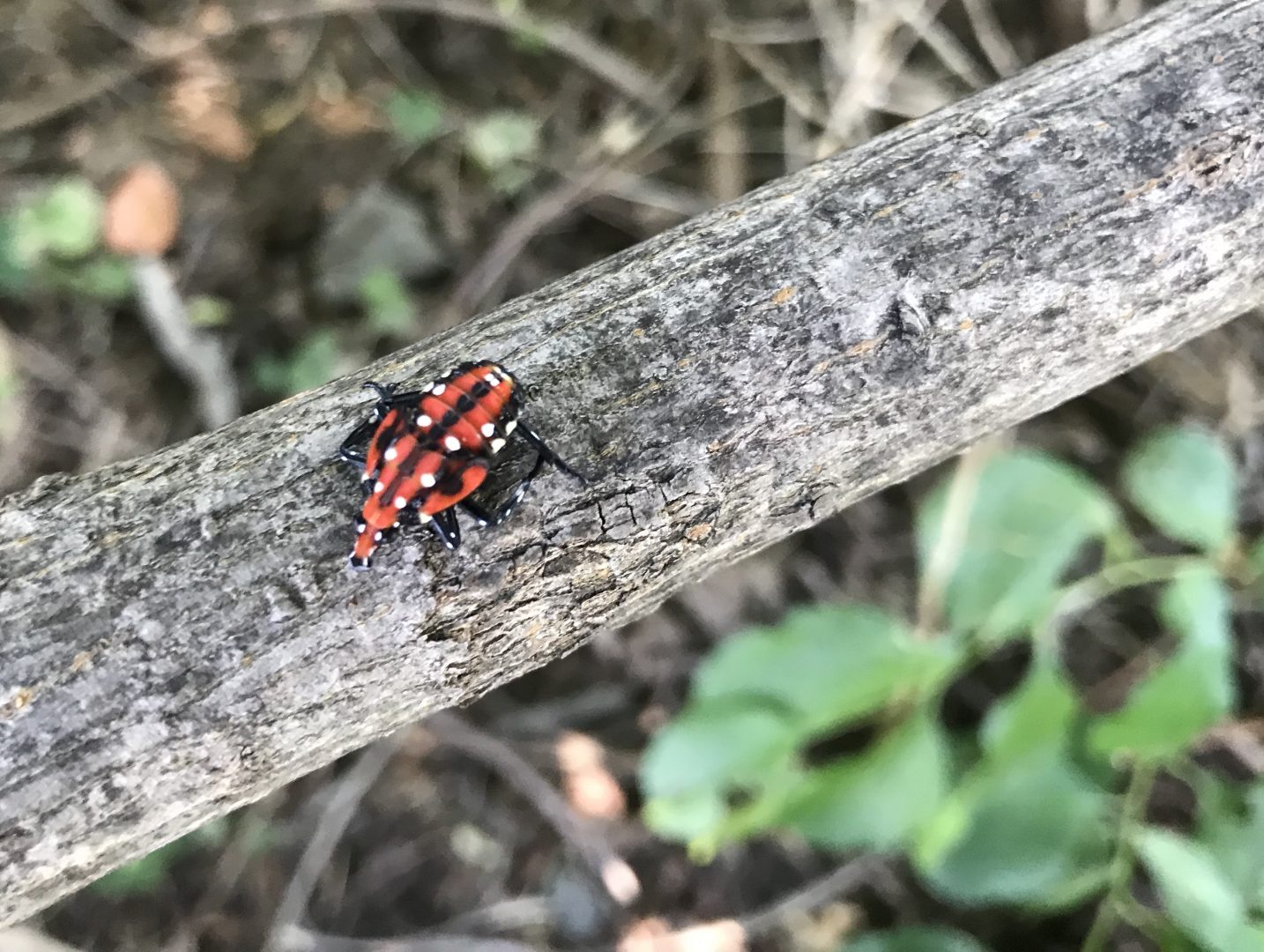 A spotted lanternfly nymph. 