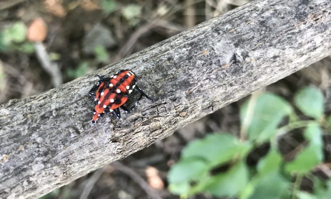 A spotted lanternfly nymph. 