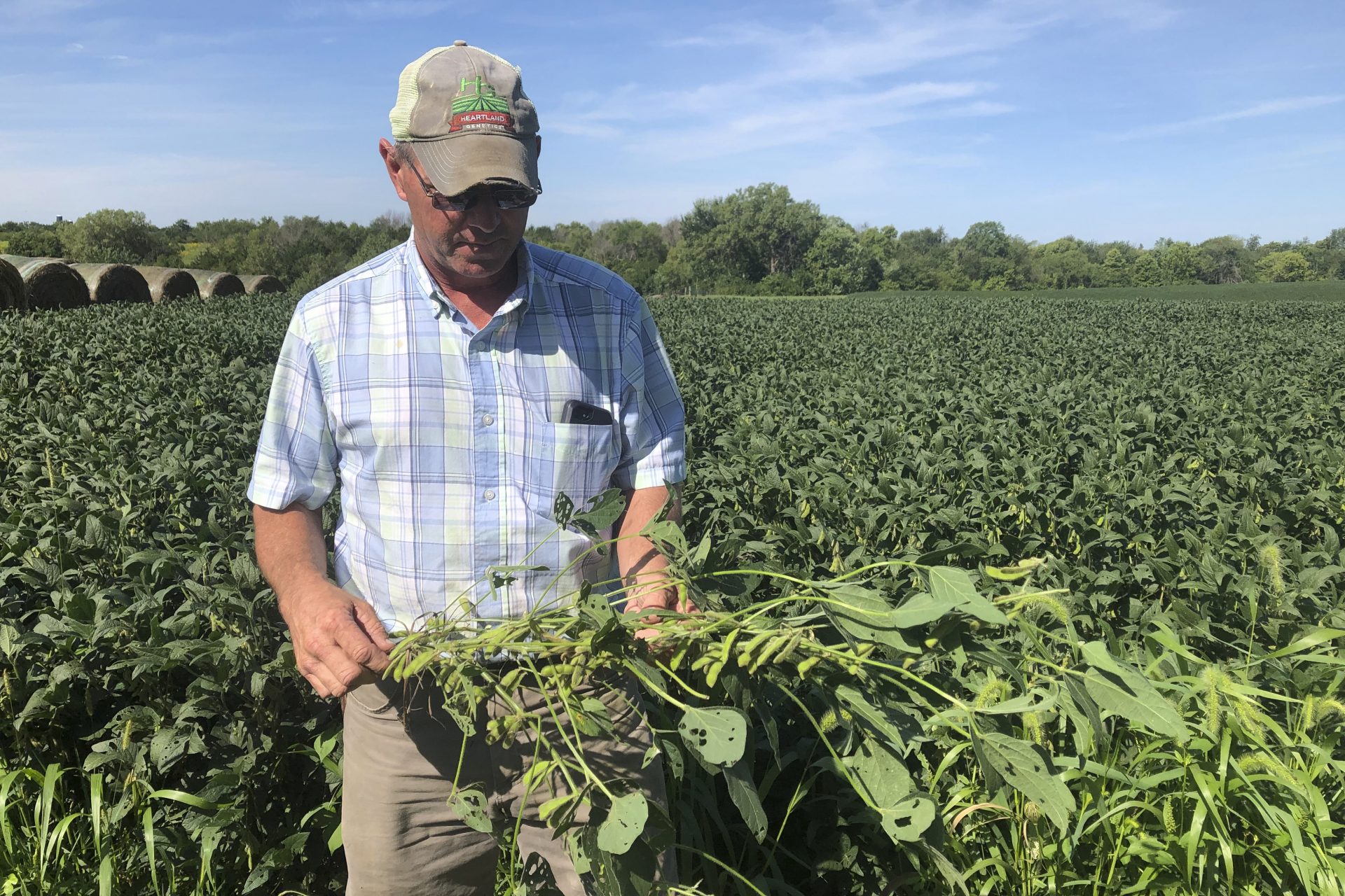 Farmer Randy Miller is shown with his soybeans, Thursday, Aug. 22, 2019, at his farm in Lacona, Iowa. Miller, who also farms corn, is among farmers unhappy with President Donald Trump over waivers granted to oil refineries that have sharply reduced demand for corn-based ethanol. Miller called it "our own country stabbing us in the back."