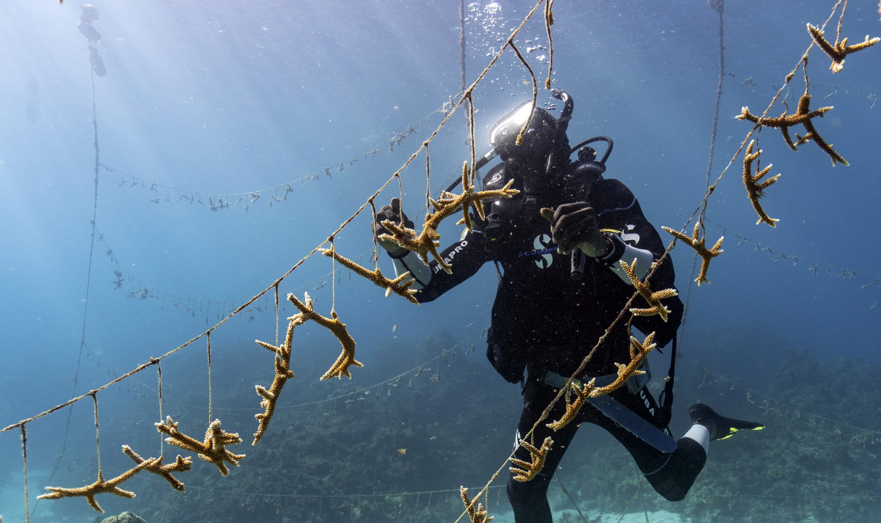 Diver Lenford DaCosta cleans up lines of staghorn coral at a nursery inside the Oracabessa Fish Sanctuary Tuesday, Feb. 12, 2019, in Oracabessa, Jamaica. After a series of natural and man-made disasters in the 1980s and 1990s, Jamaica lost 85 percent of its once-bountiful coral reefs. But today, the corals and tropical fish are slowly reappearing, thanks in part to a series of careful interventions.