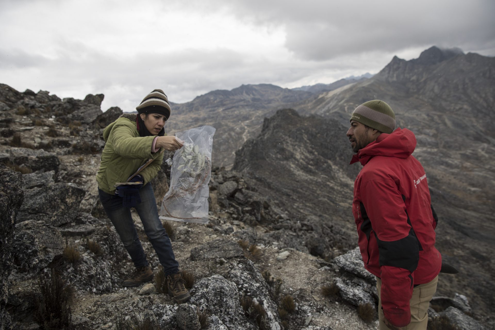 In this Feb. 19, 2019 photo, scientist Johanna Bracho shows Eloy Torres a plant sample during a mission to study the Andean ecosystem known as the paramos — a mist-covered mountain grassland that lies between the top of the treeline and the bottom of the Humboldt glacier, in Merida, Venezuela. 