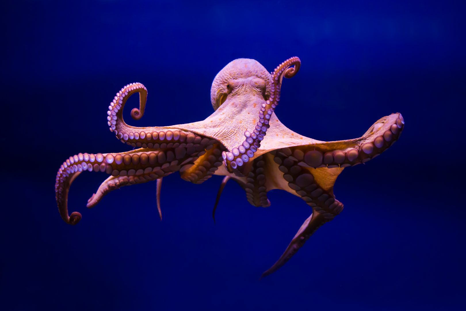 NATURE - Octopus: Making Contact