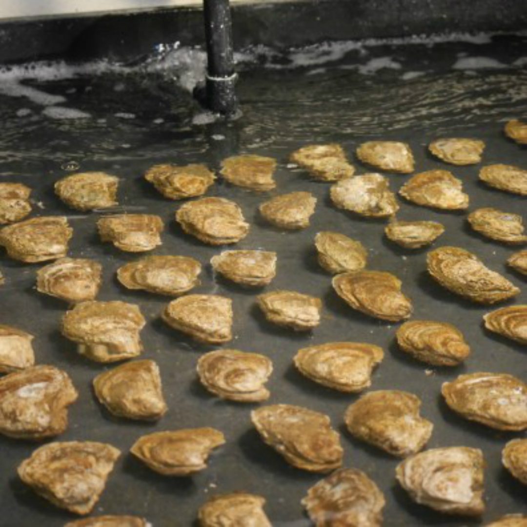 Oysters from the bay waiting to spawn.