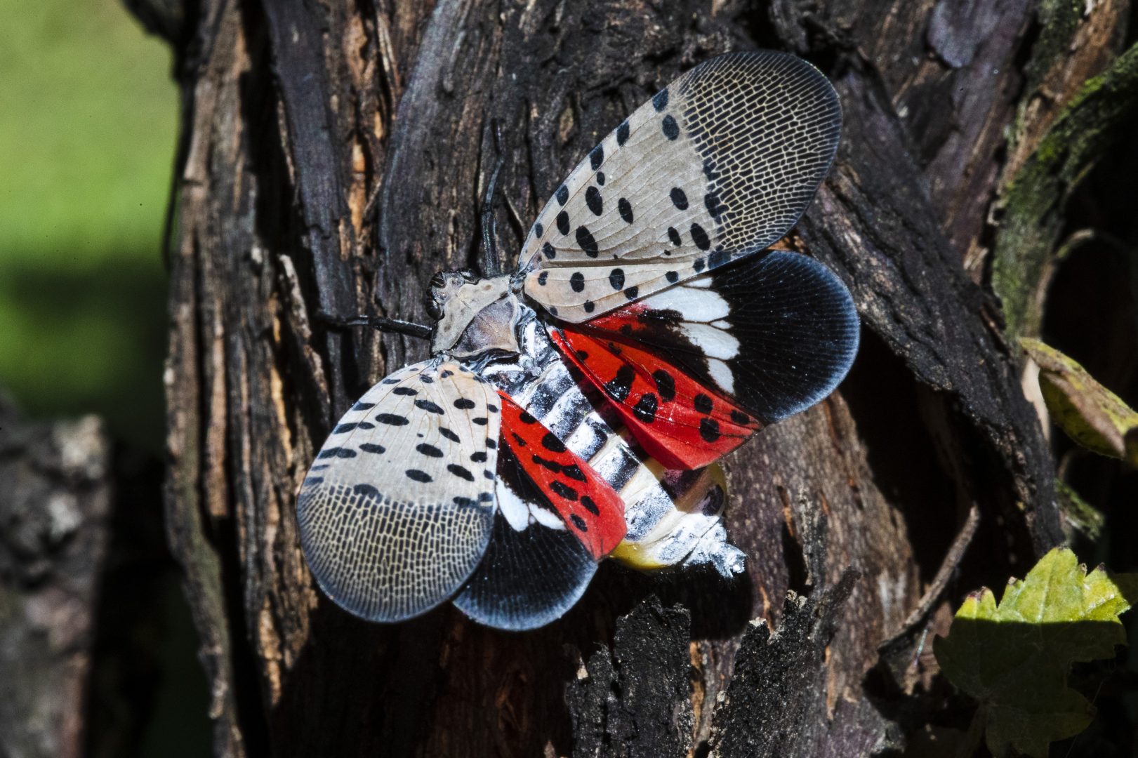 This Thursday, Sept. 19, 2019, photo shows a spotted lanternfly at a vineyard in Kutztown, Pa. The spotted lanternfly has emerged as a serious pest since the federal government confirmed its arrival in southeastern Pennsylvania five years ago this week. 