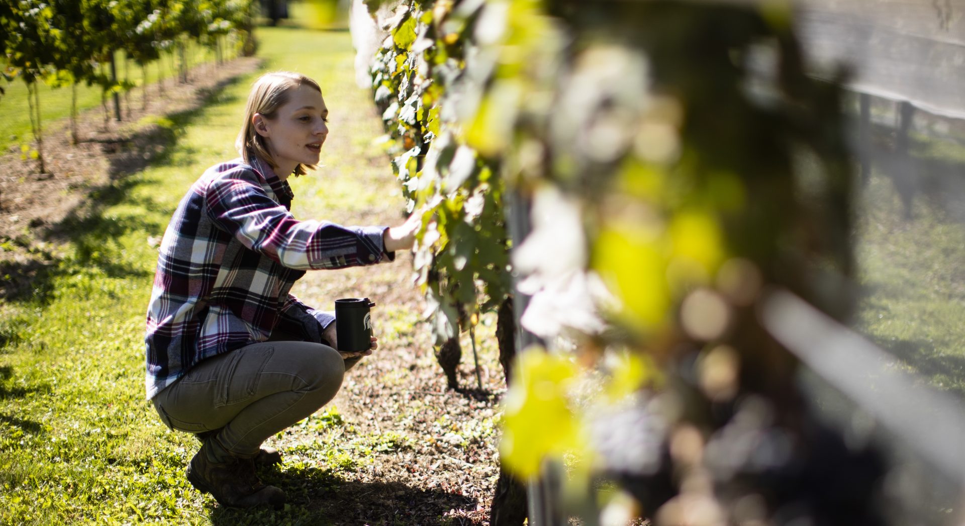 In this Thursday, Sept. 19, 2019, photo, Heather Leach, an entomologist who does lanternfly outreach at Penn State Extension inspect grape vines in Kutztown, Pa. The spotted lanternfly has emerged as a serious pest since the federal government confirmed its arrival in southeastern Pennsylvania five years ago this week. 