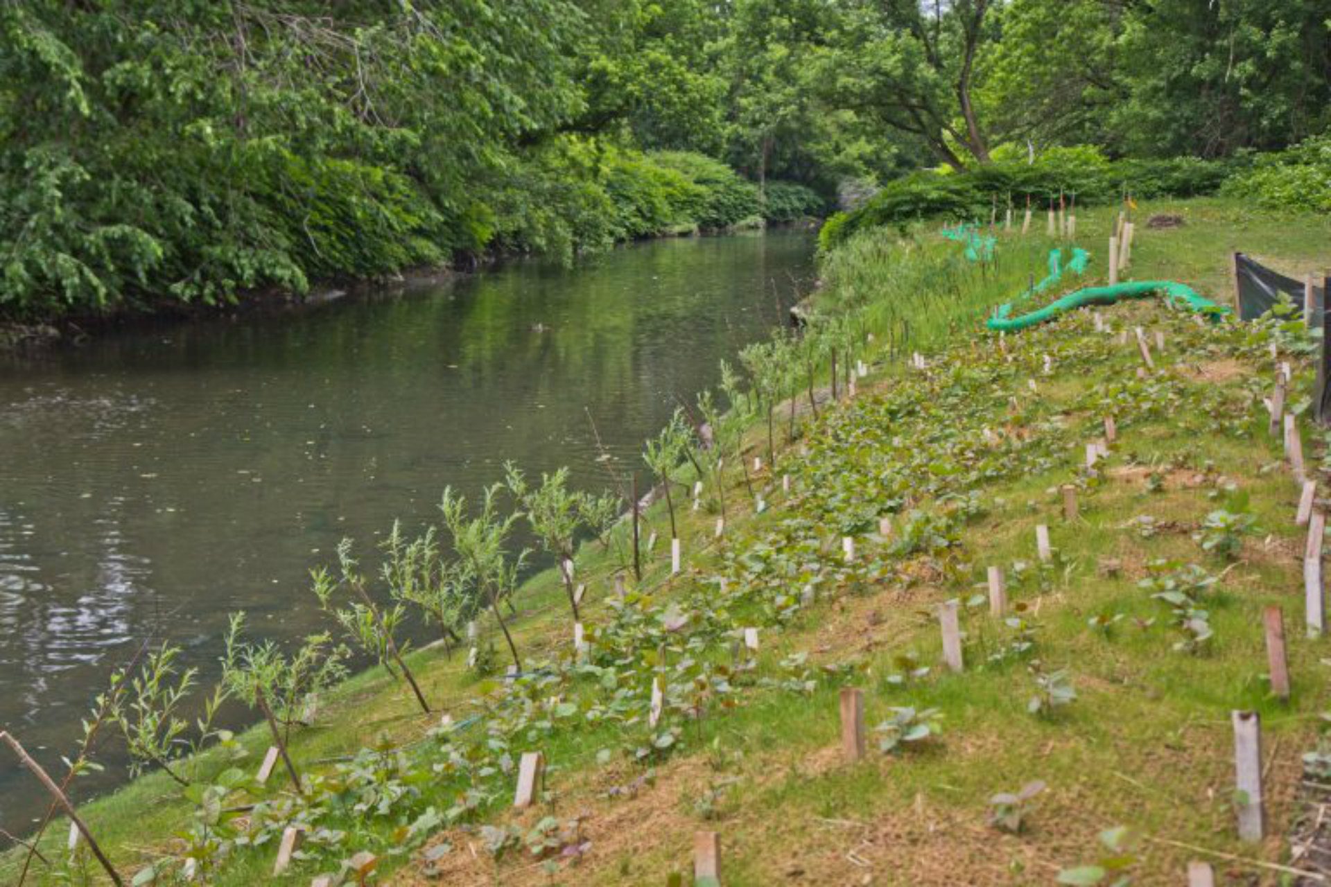 Poplar branches transported from the EPA’s nearby nurses will grow quickly and help absorb rain water. (Kimberly Paynter/WHYY)