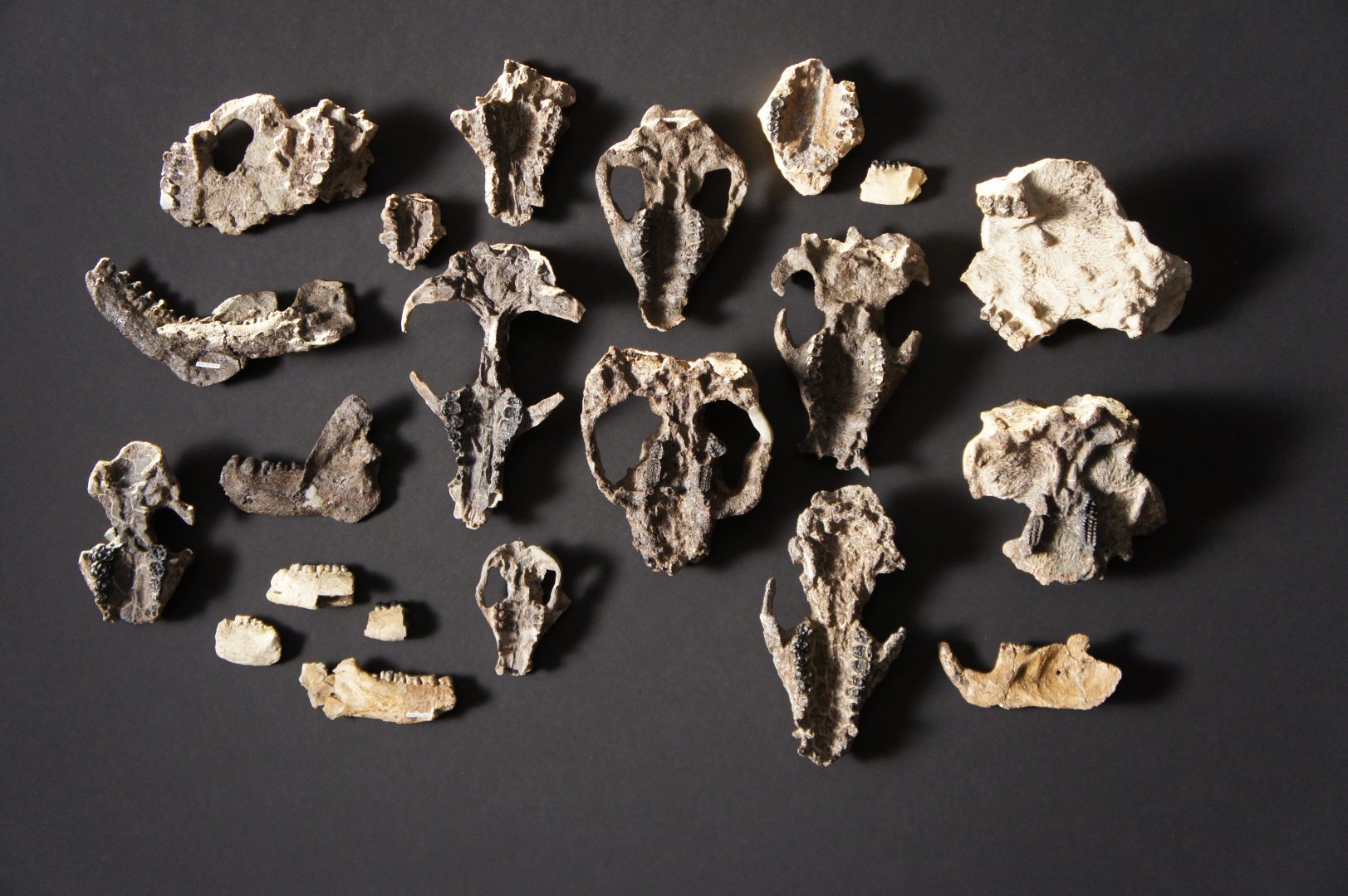 An overhead shot of the prepared mammal skull fossils and lower jaw retrieved from Corral Bluffs