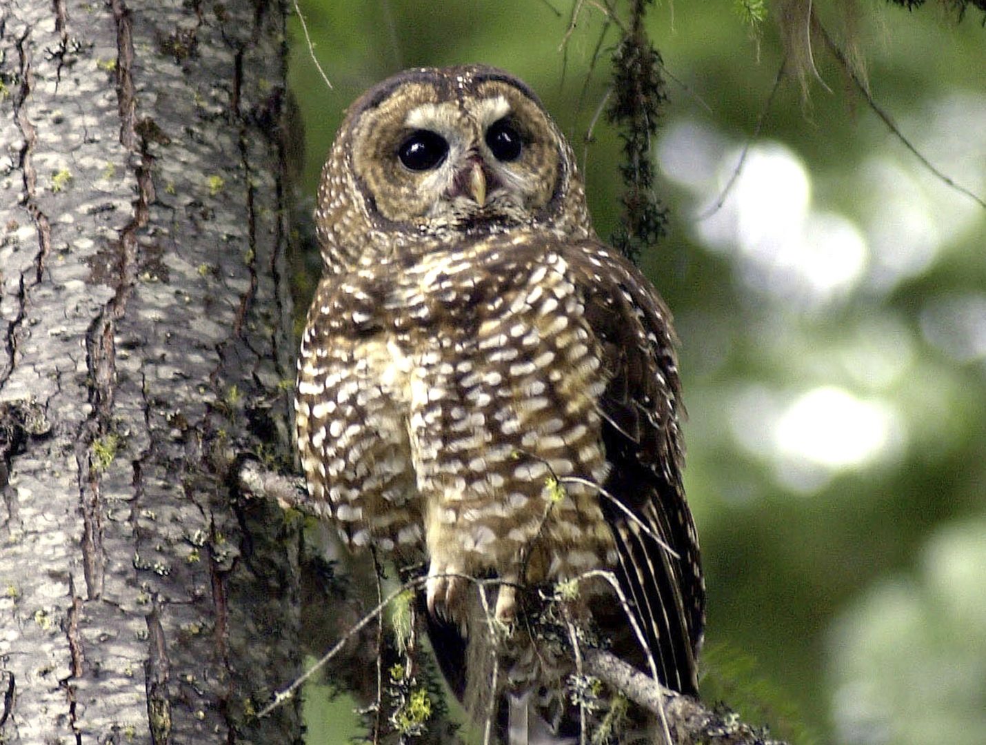 FILE PHOTO: In this May 8, 2003, file photo, a northern spotted owl sits on a tree branch in the Deschutes National Forest near Camp Sherman, Ore. A federal appeals court in San Francisco has upheld a plan by wildlife officials to kill one type of owl to study its effect on another type of owl.