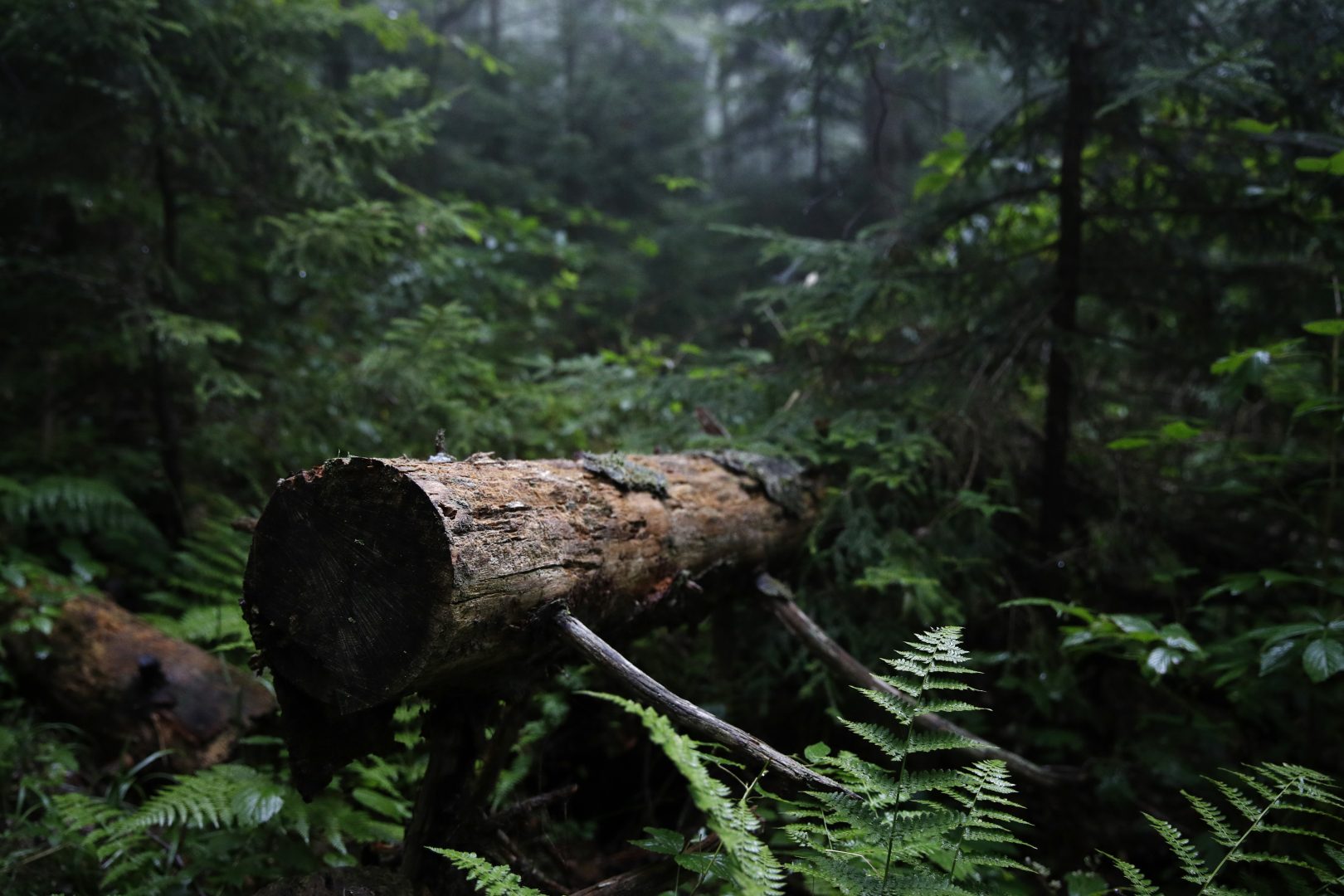 A fallen tree rests in an area of virgin spruce forest in Monongahela National Forest, W.Va., on Aug. 27, 2019. The Appalachian highlands once supported a large and unique ecosystem, dominated by red spruce forest a century and a half ago. But commercial logging in the late 1800s and later coal mining in the 20th century stripped the landscape, leaving less than a tenth of the original red spruce forests intact. 