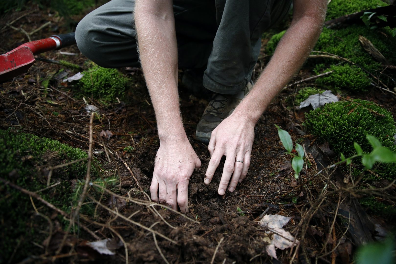Michael French, director of operations for the nonprofit Green Forests Work, pulls up soil in an area of virgin spruce forest in Monongahela National Forest, W.Va., on Aug. 27, 2019. French and colleagues at Green Forests Work are collaborating with the U.S. Forest Service to restore native Appalachian forests and the rare species they support.