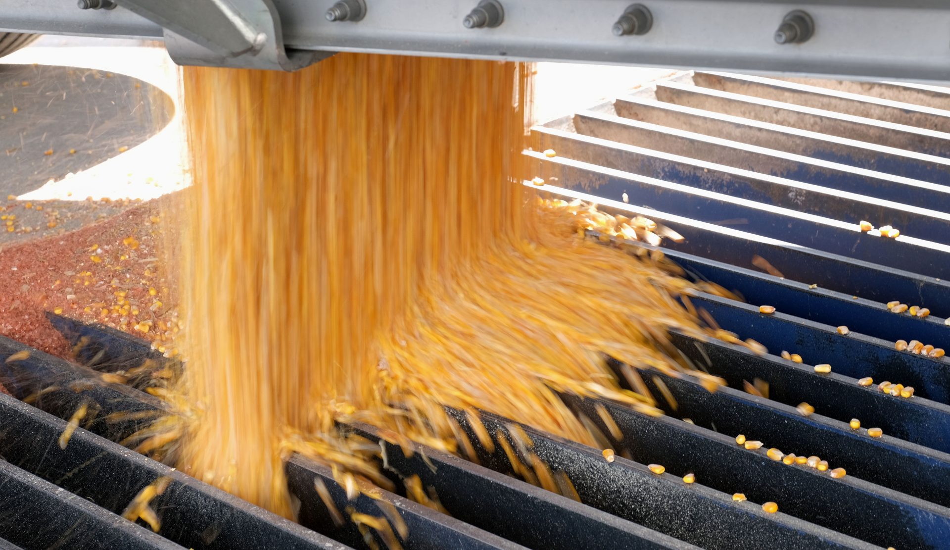 Harvested corn is unloaded Sept. 25, 2019, at Cairns Family Farm in Sadsbury Township, Pennsylvania.