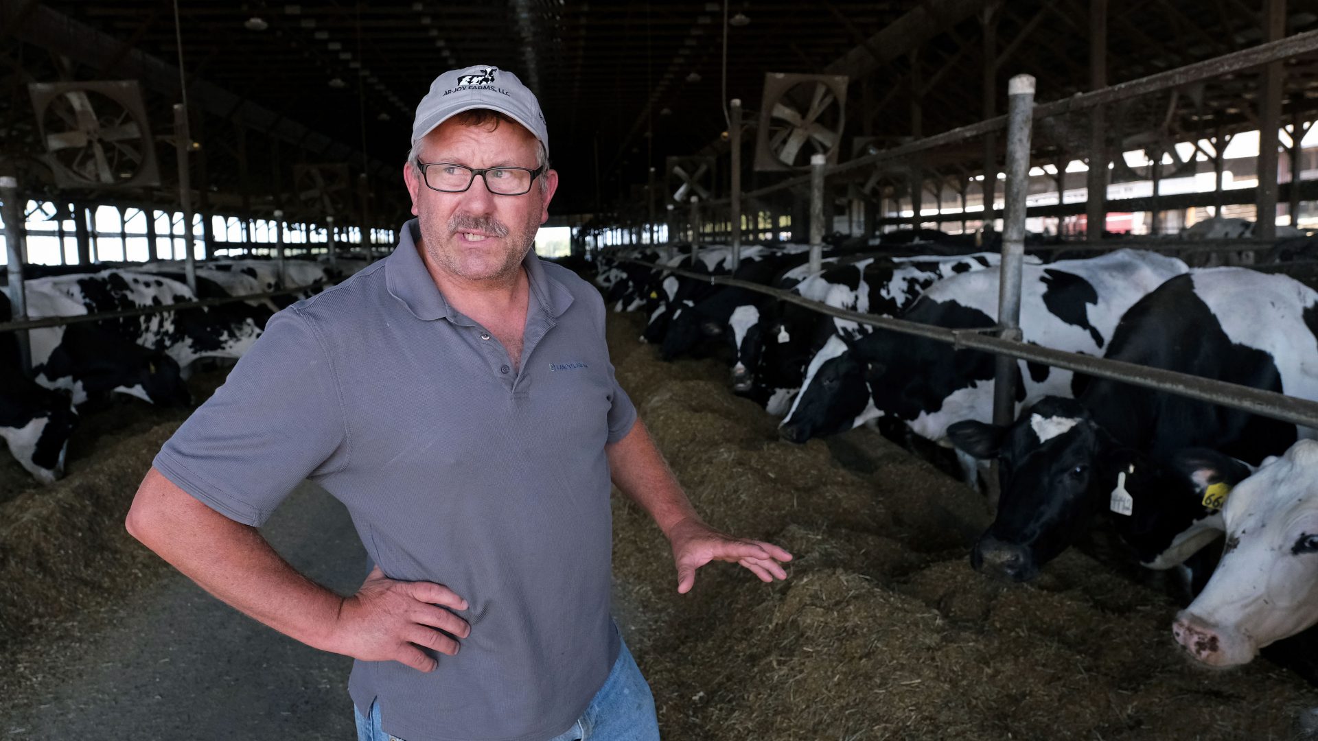 Dairy farmer Duane Hershey looks over his herd of cows Sept. 25, 2019, at Ar-Joy Farms in West Fallowfield Township, Pennsylvania. 