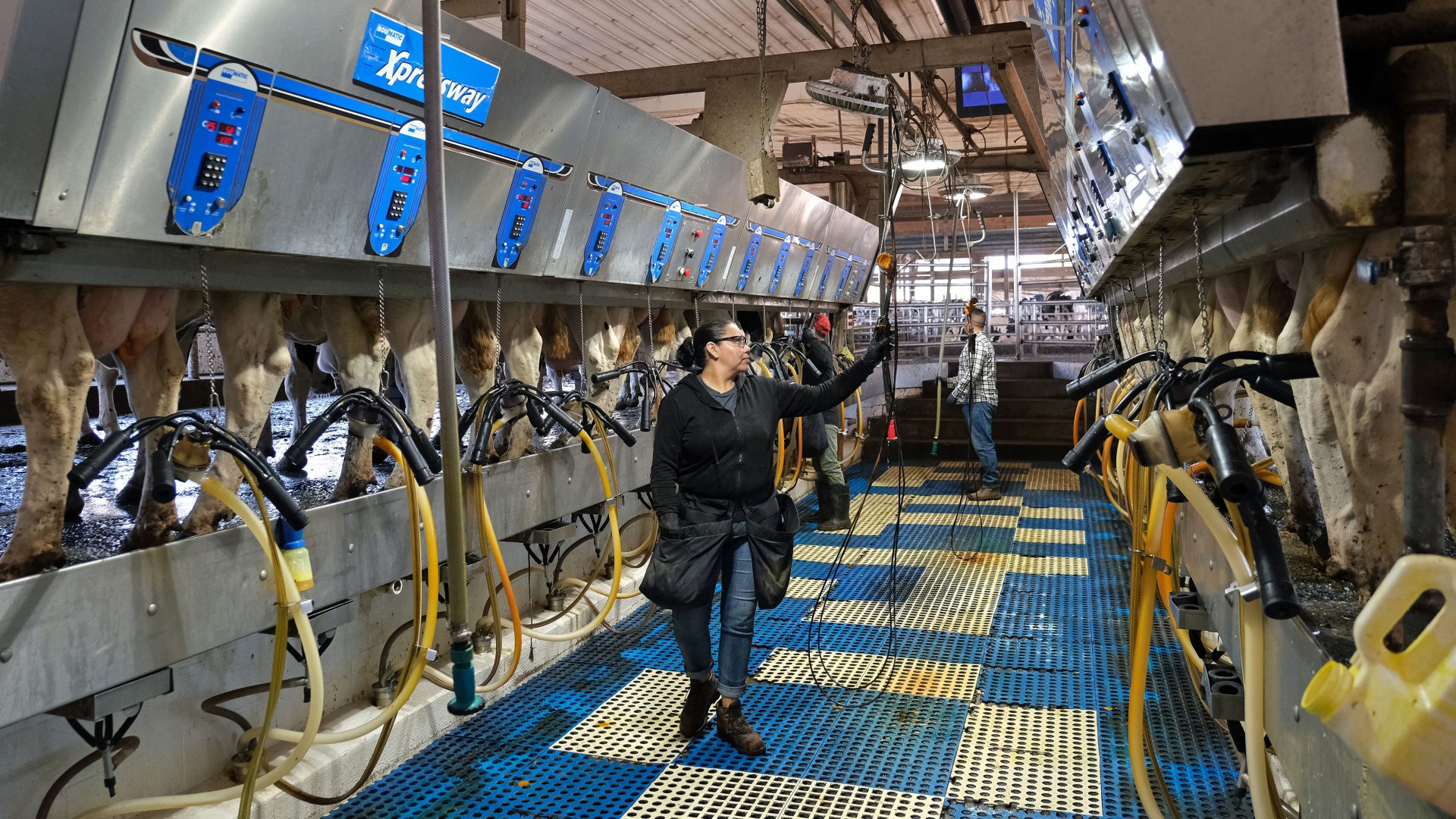 Workers operate an electronic milking machine as cows gather to be milked Sept. 25, 2019, at Ar-Joy Farms in West Fallowfield Township, Pennsylvania.