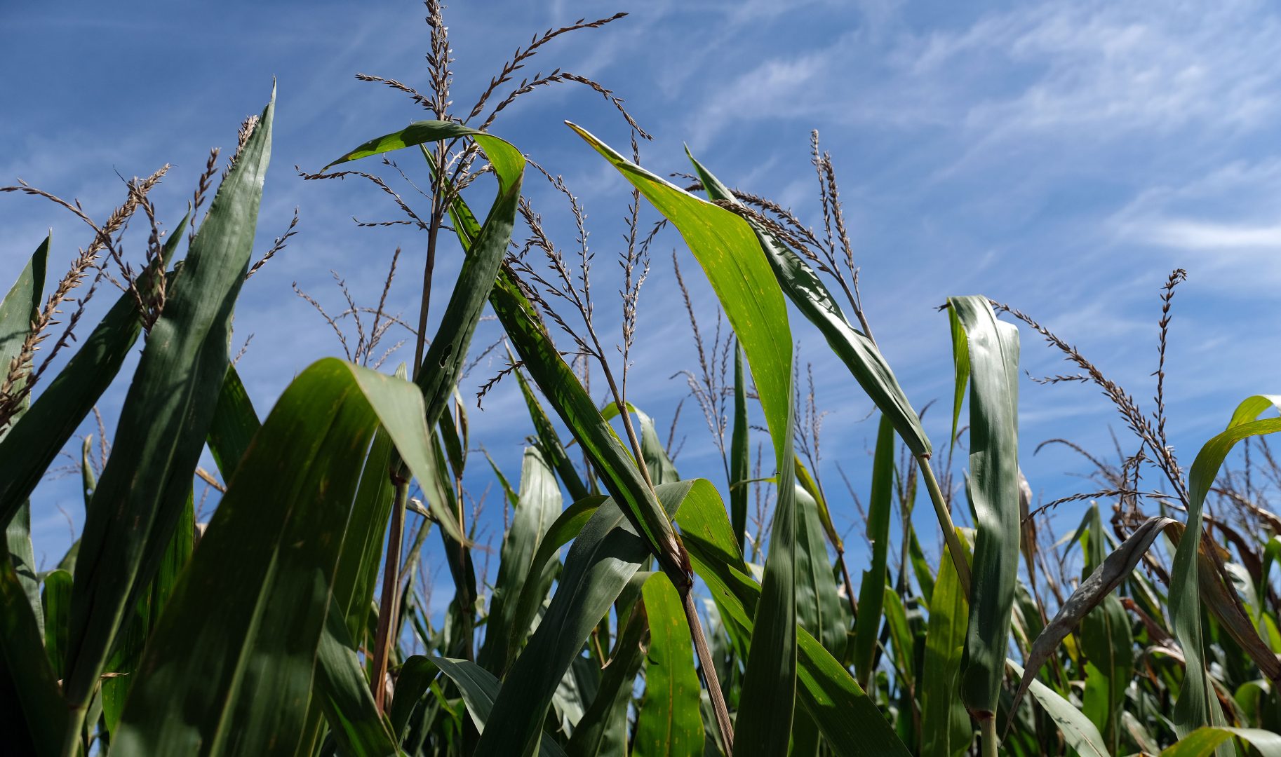 Corn grows on land farmed by grain farmer Jesse Poliskiewicz on Sept. 20, 2019, in Upper Mount Bethel Township, Pennsylvania.