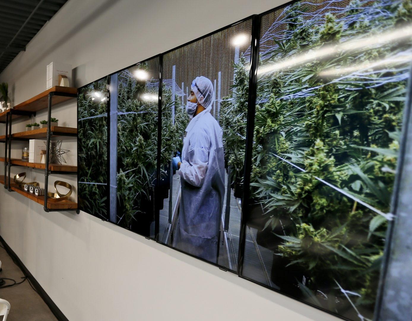 FILE PHOTO: Photographs of marijuana plants are on the wall beside shelves of product displays during an open house and media availability for the opening of CY+ Medical marijuana Dispensary, Thursday, Feb. 1, 2018 in Butler, Pa.