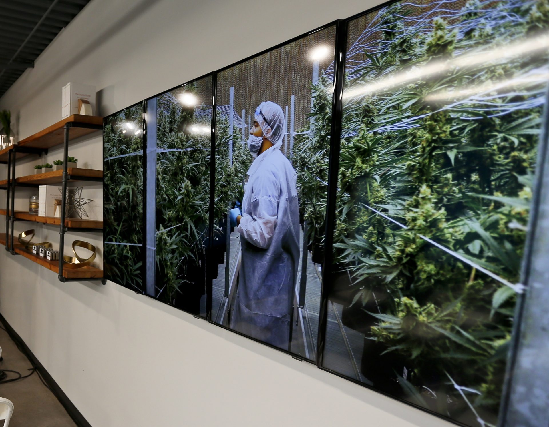 FILE PHOTO: Photographs of marijuana plants are on the wall beside shelves of product displays during an open house and media availability for the opening of CY+ Medical marijuana Dispensary, Thursday, Feb. 1, 2018 in Butler, Pa