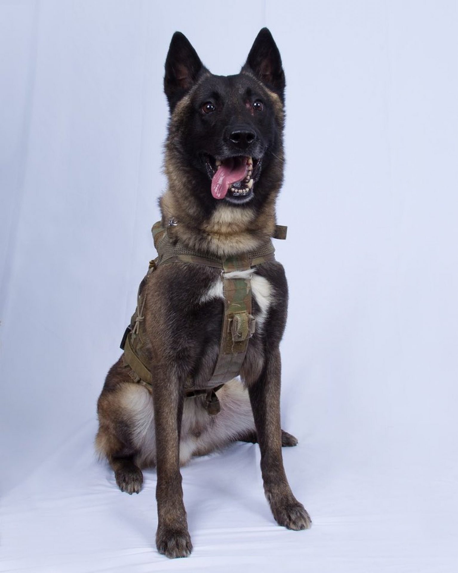 In this photo provided by the White House via the Twitter account of President Donald Trump after it was declassified by Trump, a photo of the military working dog that was injured tracking down Abu Bakr al-Baghdadi in a tunnel beneath his compound in Syria. Joint chiefs Chairman Gen. Mark Milley told reporters Monday that the animal "performed a tremendous service" and said the dog was "slightly wounded" but is now recovering and has returned to duty at an undisclosed location. The dog's name remains classified.